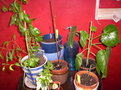 vignette mes plantes