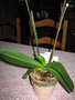 vignette phalaenopsis, pure magic