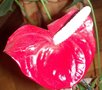 vignette anthurium