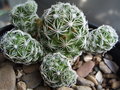 vignette Mammillaria vetula ssp. gracilis