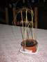 vignette strogylodon macroliatrys semis du 08 10 08