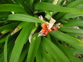 vignette Iris foetidissima -Iris foetide