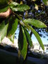 vignette Quercus acutissima - Chêne à feuilles de châtaignier