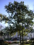 vignette Quercus acutissima - Chne  feuilles de chtaignier