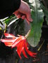vignette Epiphyllum - Cactus orchide