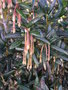 vignette Crinodendron hookerianum - Arbre aux lanternes
