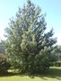 vignette Pinus griffithii