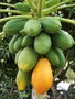 vignette Carica papaya (Papayer)