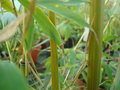 vignette phyllostachys aureosulcata'Harbin'