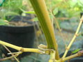 vignette phyllostachys bambusoides'Castillonis'