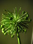 vignette Scadoxus multiflorus  ssp. katharinae