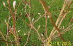 vignette magnolia en bouton