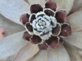 vignette Leucadendron salignum 