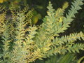 vignette Mimosa couteau, Acacia cultriformis