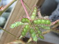 vignette Mimosa pudica