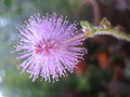 vignette Mimosa pudica