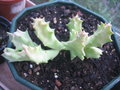 vignette stapelia gigantea ? ou huernia ?...