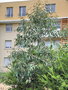 vignette Toulouse - quartier Borderouge - Eucalyptus sp & grvilleas