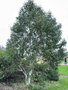 vignette Toulouse - quartier Borderouge - Eucalyptus Pauciflora