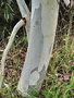 vignette Toulouse - quartier Borderouge - Eucalyptus pauciflora