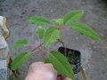 vignette actinidia sp