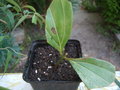 vignette cinnamomum wilsonii