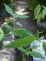 vignette cornus disciflora