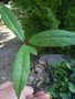 vignette actinidia rubricaulis var coriaceum