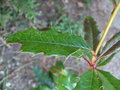 vignette berberis insignis