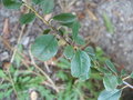 vignette amelanchier denticulata