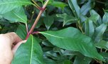 vignette Fuchsia arborescens / Onagracées