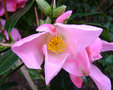 vignette Camélia ' TULIPE TIME ' camellia hybride williamsii
