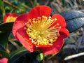 vignette Camélia ' Yuletide ' camellia sasanqua vernalis