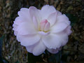 vignette Camélia ' MIMOSA JURY ' camellia hybride