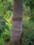 vignette Brachychiton acerifolia
