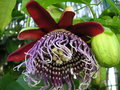 vignette Passiflora quadrangularis