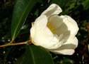 vignette Camélia ' NARUMIGATA' camellia sasanqua