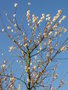 vignette Prunus x subhirtella 'Autumnalis' - Cerisier d'hiver