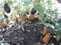 vignette Solanum melongena (aubergines)