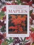 vignette Maples