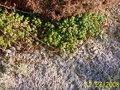 vignette sedum et ramalina