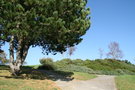 vignette Pinus nigra, pin noir d'autriche