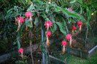 vignette fruits de hylocereus costarinencis