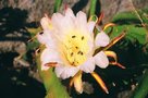 vignette Abeilles et Fleur d'hybride hylocreceus