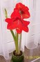 vignette amaryllis