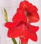 vignette amaryllis