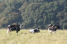 vignette vaches bretonnes