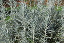vignette Helichrysum italicum   /   Astraces
