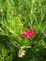 vignette Grevillea juniperina / Proteaceae / sud-est Australie