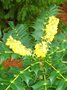 vignette mahonia